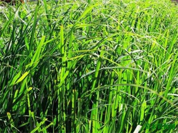 香茅精油对婴儿有无害 香茅香精的功效与作用