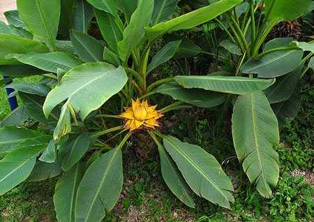 植物地涌金莲图片及形态特征介绍