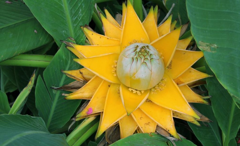 地涌金莲什么时候开花？