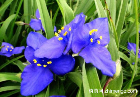 紫露草怎么养，紫露草的养殖方法
