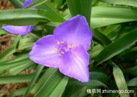 紫露草怎么养，紫露草的养殖方法