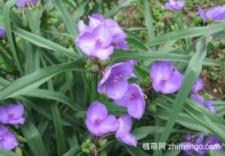 紫露草怎么养，紫露草的养殖方法