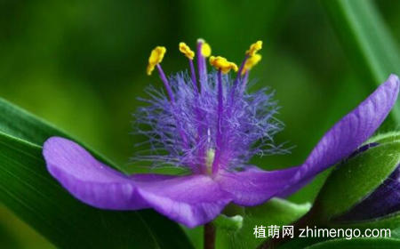 紫露草怎么养，紫露草的养殖方法