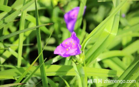 紫露草怎么养，紫露草的养殖方法