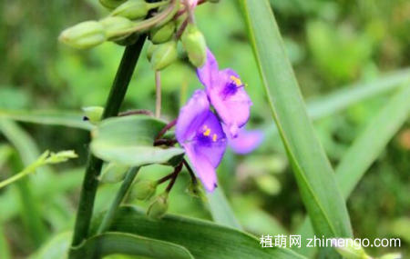 紫露草怎么养，紫露草的养殖方法