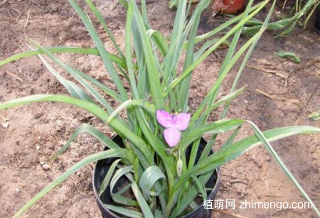 紫露草怎么养，紫露草的养殖方法