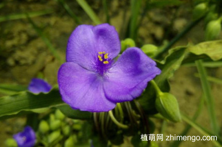 紫露草怎么修剪，修剪方法技巧