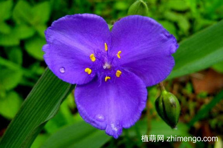 紫露草怎么修剪，修剪方法技巧