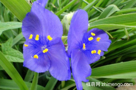 紫露草怎么修剪，修剪方法技巧
