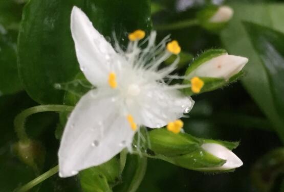 白花紫露草的功效与作用，叶色柔美观赏性强/药用消肿解毒