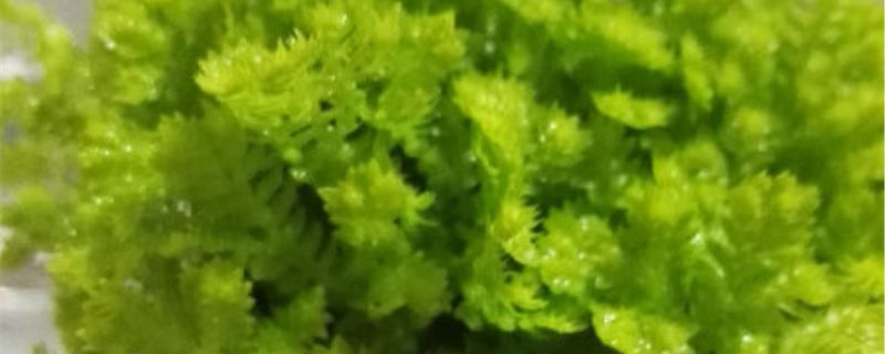 翠云草养殖卡片，养翠云草的注意事项