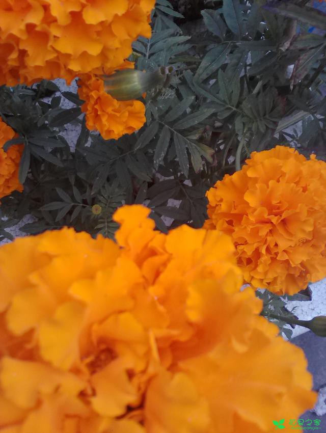 水培的万寿菊