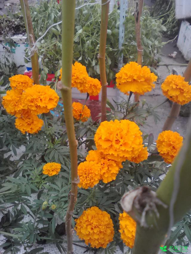 水培的万寿菊