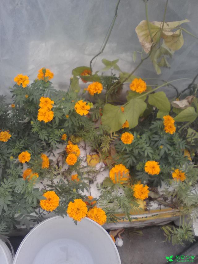水培的万寿菊