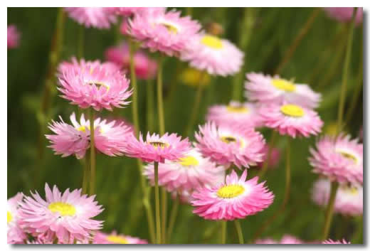 什么是麦秆菊？