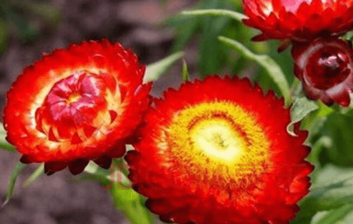 麦秆菊图片大全！麦秆菊高清图片！