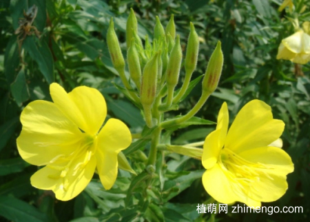月见草多开花的条件，月见草怎么养开花