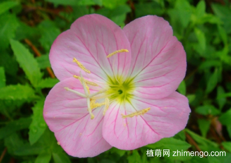 月见草多开花的条件，月见草怎么养开花