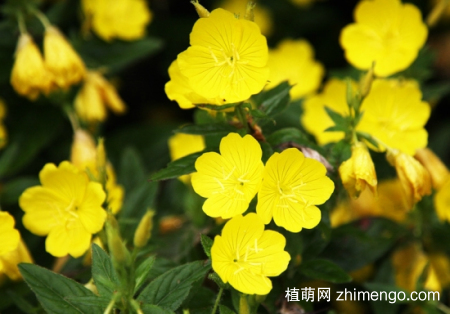 月见草多开花的条件，月见草怎么养开花