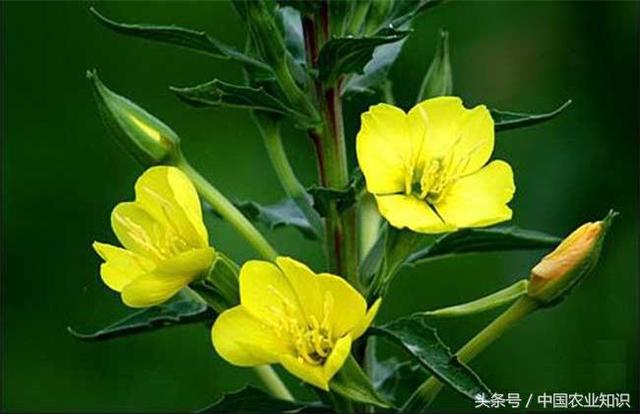 好看又能入药的月见草怎么养，月见草的盆栽方法及注意事项 …