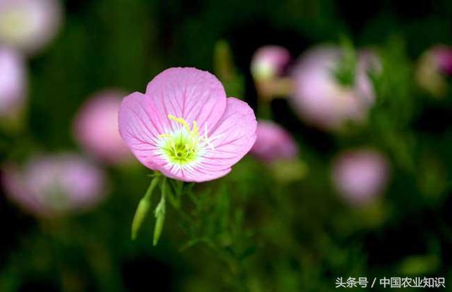 好看又能入药的月见草怎么养，月见草的盆栽方法及注意事项 …