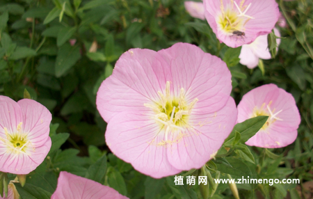 月见草怎么养，5种养护方法事项