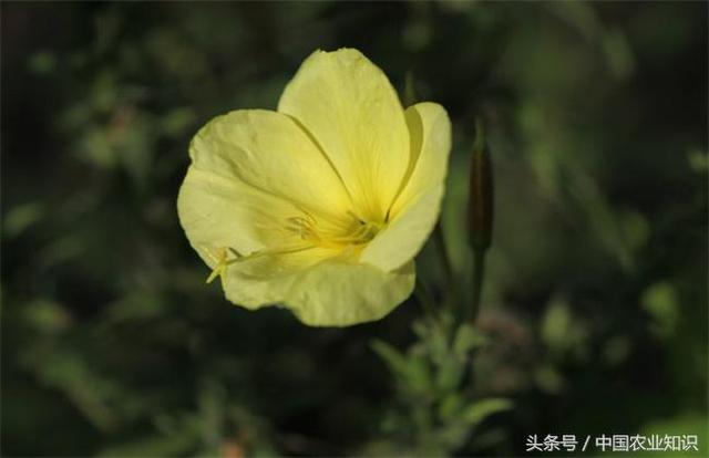 好看又能入药的月见草怎么养，月见草的盆栽方法及注意事项 …