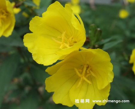 月见草怎么养，5种养护方法事项