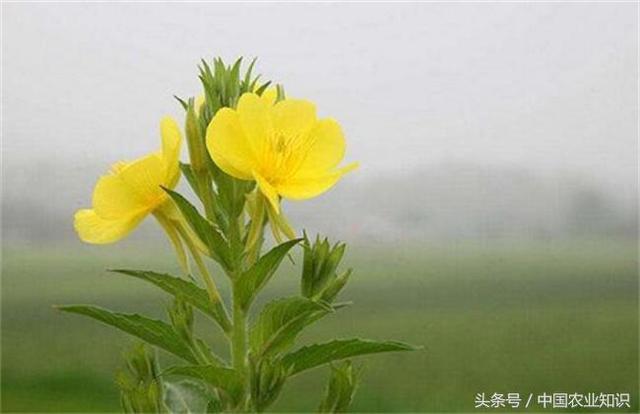 好看又能入药的月见草怎么养，月见草的盆栽方法及注意事项 …
