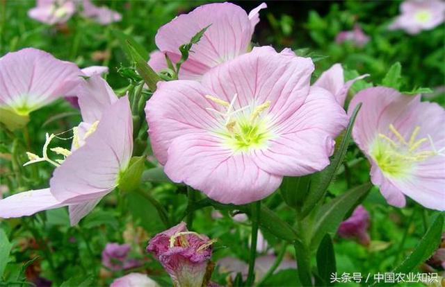好看又能入药的月见草怎么养，月见草的盆栽方法及注意事项 …