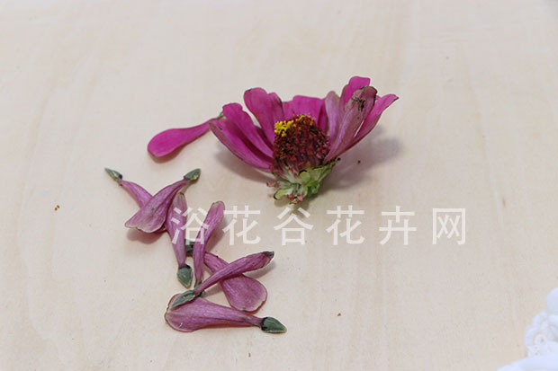百日菊种子是怎样收集的|附播种方法