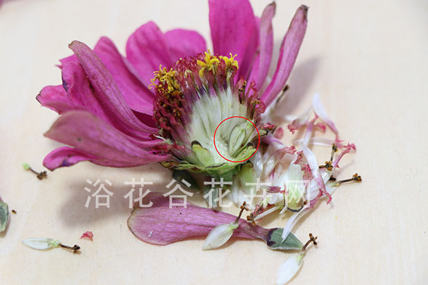 百日菊种子是怎样收集的|附播种方法