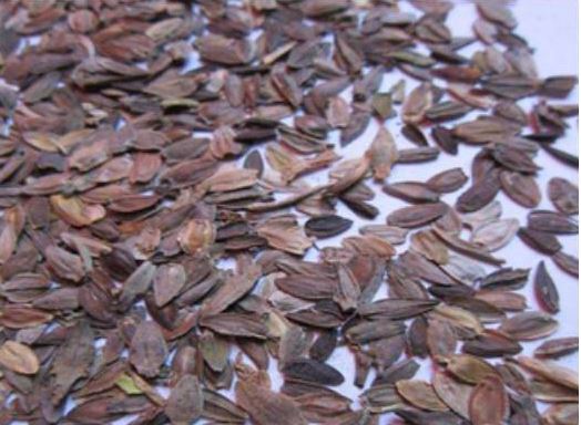 百日菊种子是怎样收集的|附播种方法