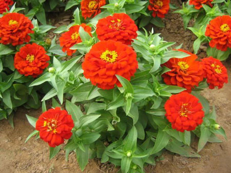 百日草是一种什么植物？百日草的花期、别名及简介