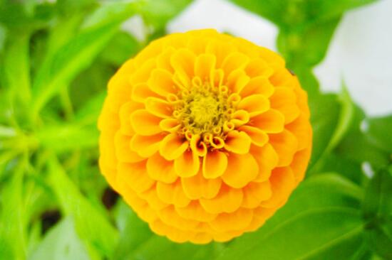 百日草什么时候开，百日草花期多长/6月开花开4个月