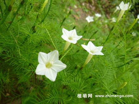 茑萝叶子发黄怎么办，如何处理