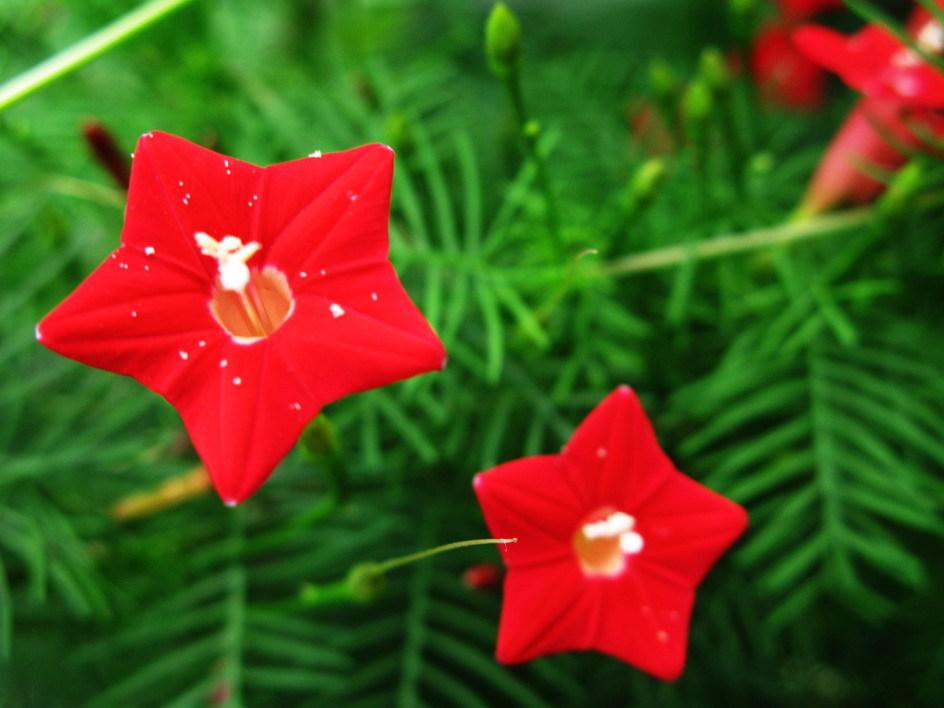 五星花（茑萝花）的花语