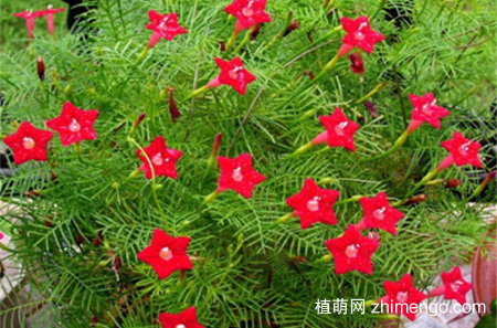 茑萝这样养护，就能花开不断！
