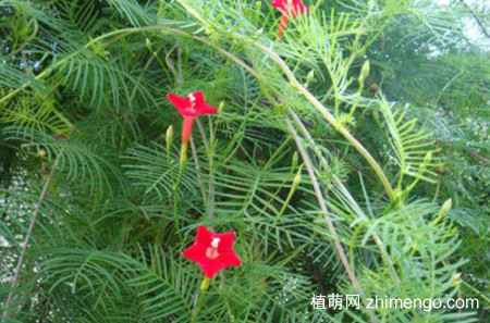 茑萝这样养护，就能花开不断！