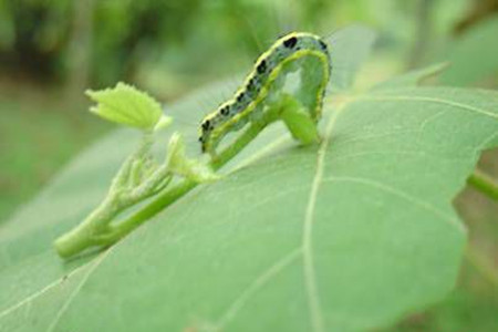 合欢花的虫害及防治方法