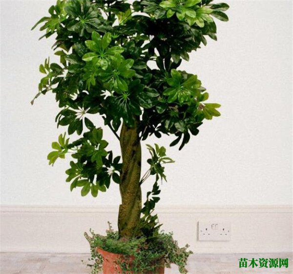 摇钱树苗种植攻略 摇钱树怎么养