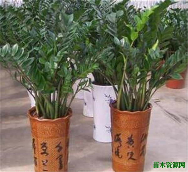 摇钱树苗种植攻略 摇钱树怎么养