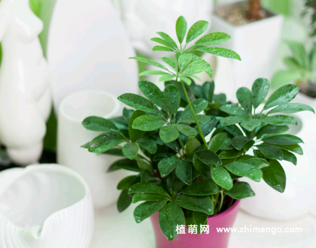 摇钱树叶子发黄掉落怎么办？如何补救