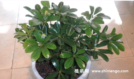 摇钱树叶子发黄掉落怎么办？如何补救