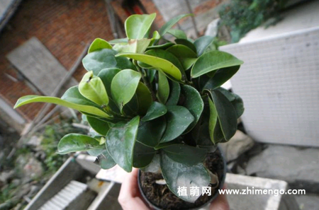 摇钱树叶子发黄掉落怎么办？如何补救