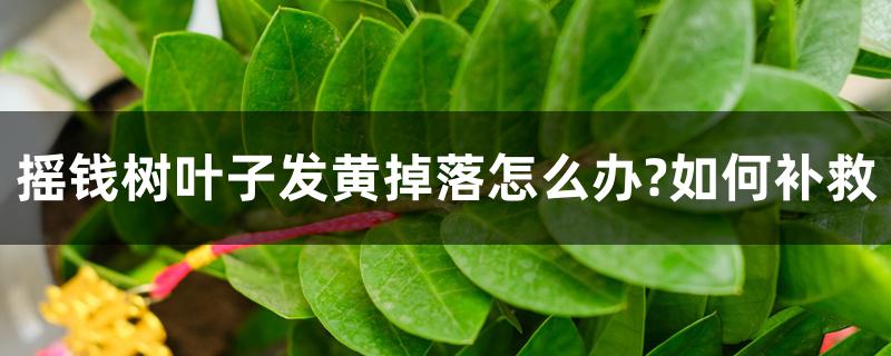 摇钱树叶子发黄掉落怎么办