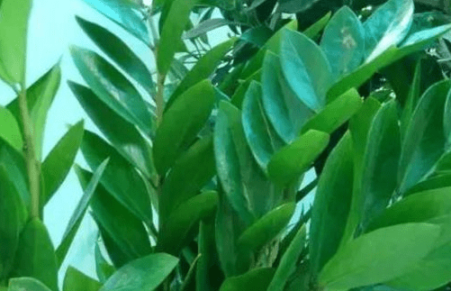 摇钱树图片大全！摇钱树高清图片！