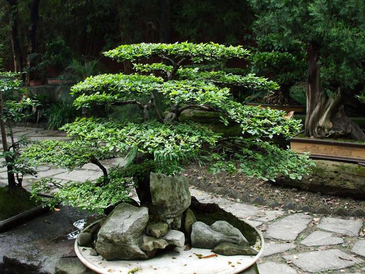 摇钱树图片大全 摇钱树图片欣赏及资料介绍