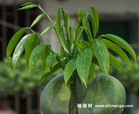 绿元宝怎么养，了解6种方法不愁