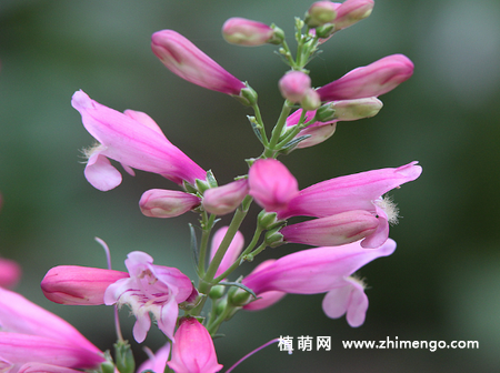 钓钟柳怎么繁殖，可以播种、分株、扦插